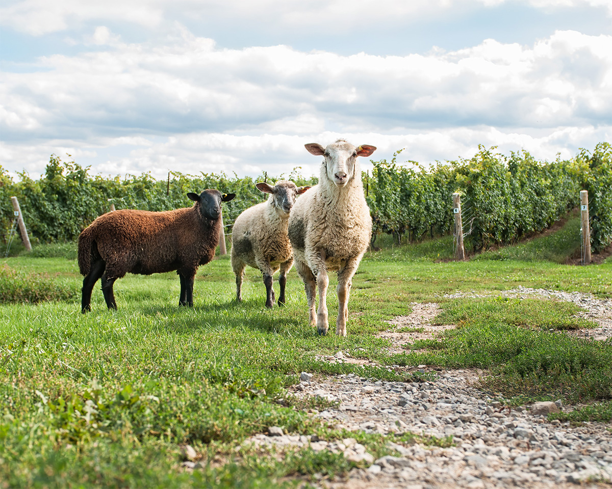 Featherstone new sheep-1 copy Lilacs and vineyard