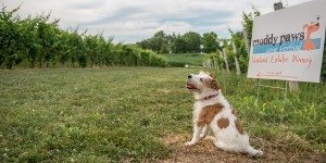 Muddy Paws Wine Fest and Bocci