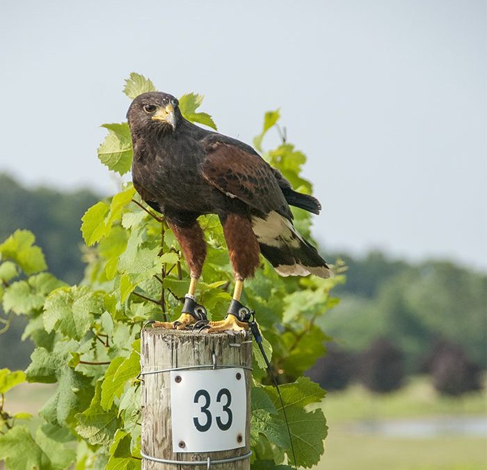 Falconry for effective bird control