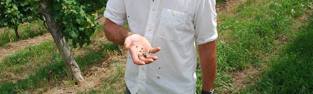 Dave in the vineyard with lady bugs