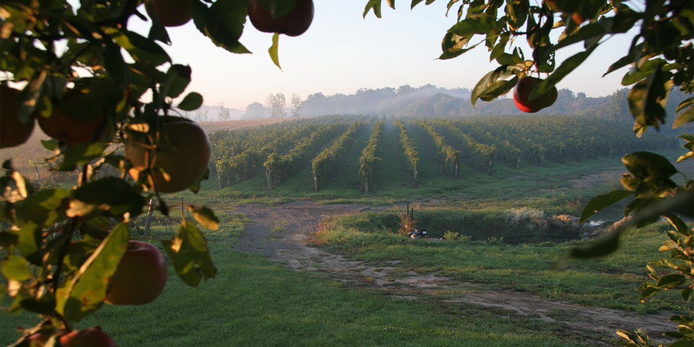 dawn-vineyard-through apples